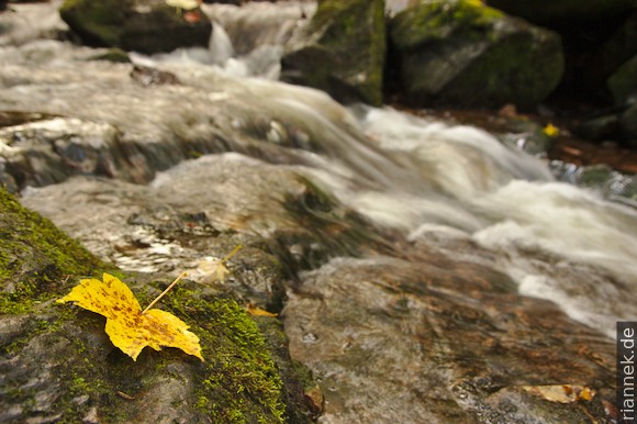 Autumn in the Windberg Gorge near St. Blasien