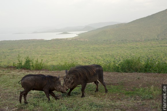 Warthogs at Arba Minch, Lake Abaya and the Bridge of God