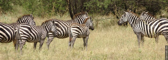 Zebras im Nechisar Nationalpark