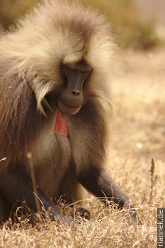 Gelada