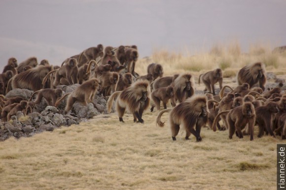 Geladas