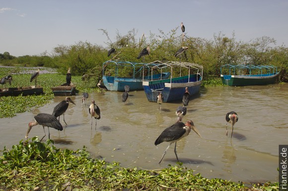 Marabous at Lake Ziway